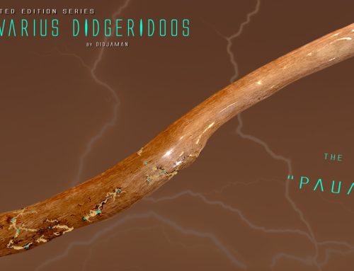Didgeridoo Didjavarius « PAUA »